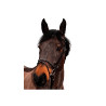 Bridon Club - CANTER