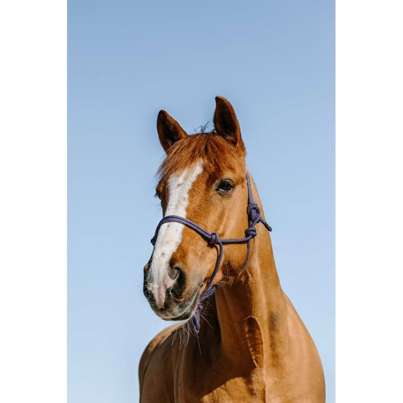 Licol Ethologique Glim - NORTON
