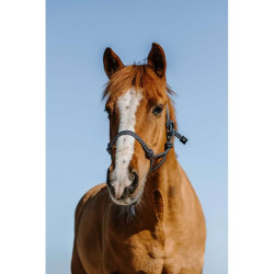 Licol Ethologique Glim - NORTON