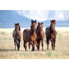 Set de table cheval