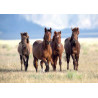 Set de table cheval