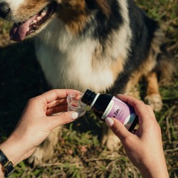 Le Zen Chien - NUTRAGILE