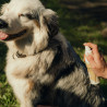 Cicanat Spray Chien - NUTRAGILE